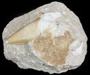 Huge, Otodus Shark Tooth Fossil In Rock - Eocene #47750-1